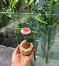 Crochet Shaded Rose Pot